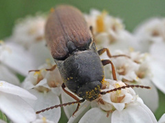 Agriotes ustulatus