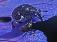Zacladus geranii