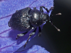 Zacladus geranii