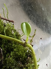 Peperomia