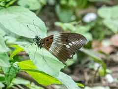 Pseudacraea lucretia