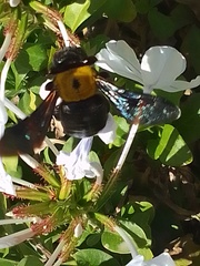 Xylocopa