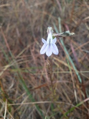 Lobelia brevifolia