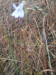 Lobelia brevifolia