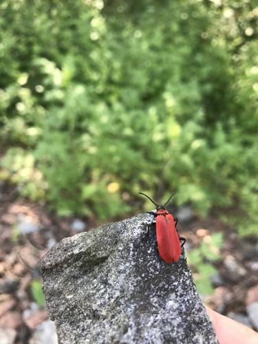 Cardinal beetle