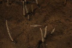 Periophthalmus modestus