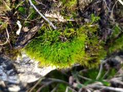 Flexitrichum flexicaule