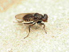 Ochthera tuberculata