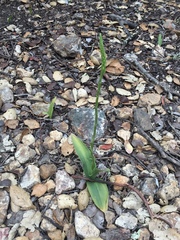 Platanthera transversa