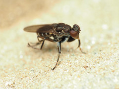 Ochthera tuberculata