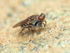 Ochthera tuberculata