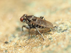 Ochthera tuberculata