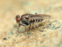 Ochthera tuberculata