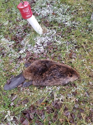 American Beaver photographed in Indiana