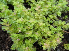 Phedimus stellatus