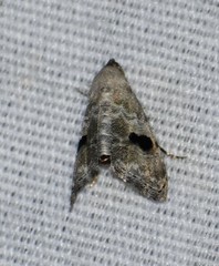 Abablemma duomaculata