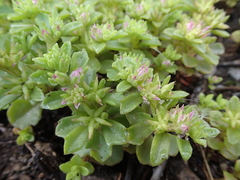 Phedimus stellatus
