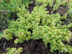 Phedimus stellatus