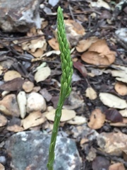 Platanthera transversa
