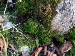 Ptychostomum moravicum