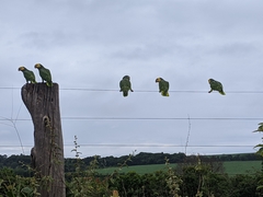 Alipiopsitta xanthops