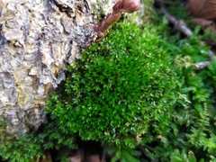 Ptychostomum moravicum