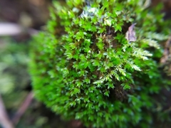 Ptychostomum moravicum