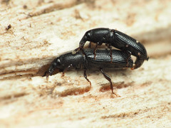 Cossonus