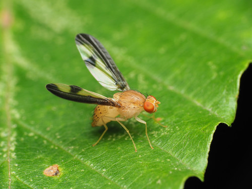 Antlered Flutter Fly photo 5