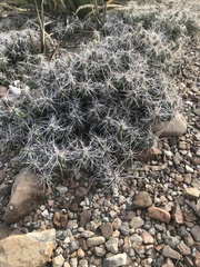 Grusonia aggeria