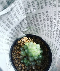 Haworthia cooperi