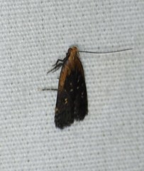 Dichomeris costarufoella