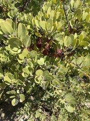 Arctostaphylos parryana