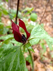 Trillium recurvatum