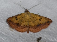 Hemeroplanis floccalis