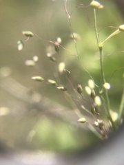 Tricholaena monachne