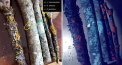 Lepra trachythallina