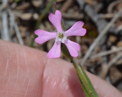 Silene macrodonta