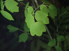 Pseudeva purpurigera