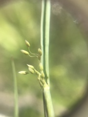 Tricholaena monachne