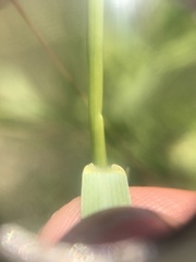 Tricholaena monachne