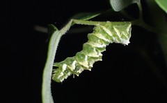 Pseudeva purpurigera