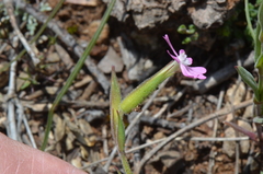 Silene macrodonta