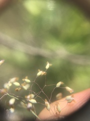 Tricholaena monachne