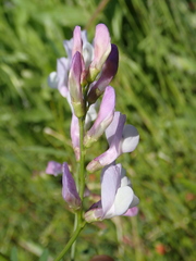 Vicia altissima