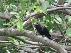 Crotophaga ani