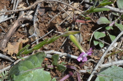 Silene macrodonta