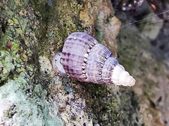 Choanopomops largillierti