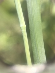Tricholaena monachne