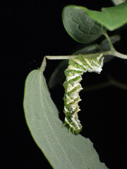 Pseudeva purpurigera